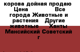 корова дойная продаю › Цена ­ 100 000 - Все города Животные и растения » Другие животные   . Ханты-Мансийский,Советский г.